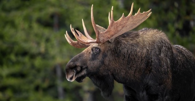Elch im Wald in Kanada