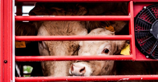 Kalb eingesperrt im LKW