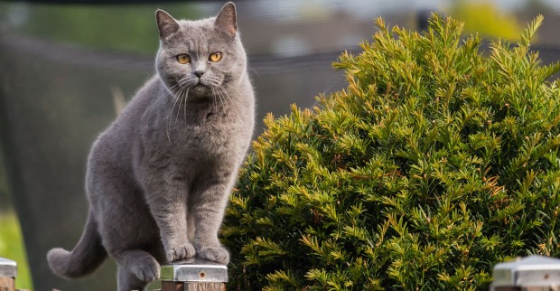 Katze balanciert auf Holzbalken | Credit: iStock.com/philmillster