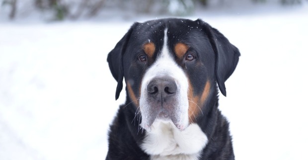 Nahaufnahme eines großen Swissydogs im Schnee mit schwarz-braun-weißem Fell und aufmerksamem Blick.
