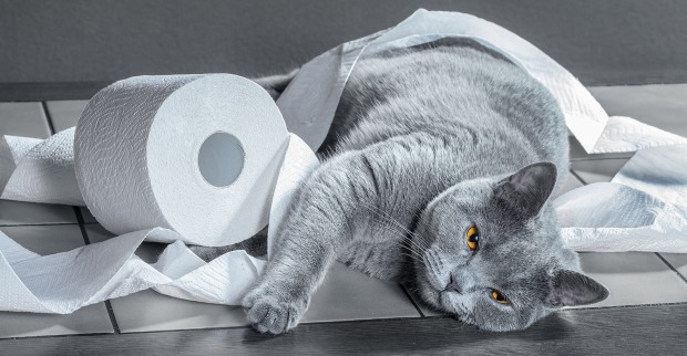 Katze spielt mit Klopapier | Credit: iStock.com/g215