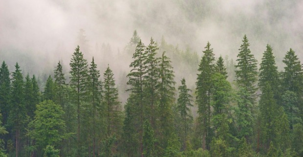 Wald im Nebel