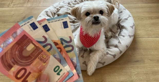 Hund der auf einem Plätzchen in einem Wohnzimmer liegt und Frau die verschiedene Euro-Banknoten in ihrer Hand hält