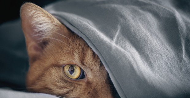 Katze unter der Decke versteckt | Credit: iStock.com/Lightspruch