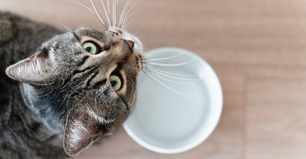 Katze beim Wassertrinken | Credit: iStock.com/Irina Orlova