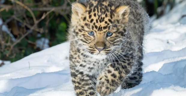 Amurleopard-Jungtier mit blauen Augen läuft durch den Schnee im Tiergarten Schönbrunn.