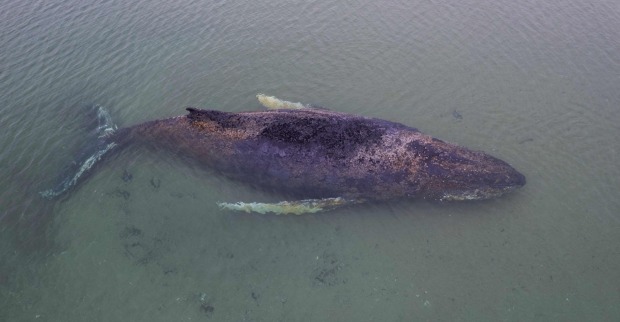Buckelwal Ostsee schwimmt geschwächt in der Lübecker Bucht nahe Timmendorfer Strand nach Befreiung von Sandbank