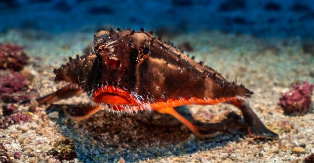 Rotlippen-Fledermausfisch: Ein Fisch mit einem roten Schmollmund.