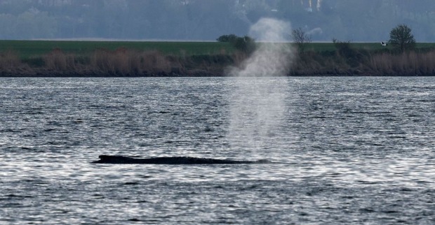 Live: Buckelwal Timmy schwimmt aktuell in der Wismarbucht und bläst Wasserfontäne während laufender Rettungsaktion in der Ostsee