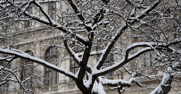 In Wien liegt im April plötzlich wieder Schnee auf den Ästen eines Baumes, während im Hintergrund eine historische Fassade zu sehen ist und der Wintereinbruch das Stadtbild prägt.
