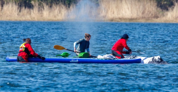 Einsatzteam auf Paddleboard bei Rettungsaktion für gestrandeten Wal Timmy in der Ostsee
