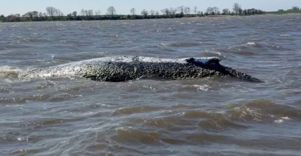 Gestrandeter Wal Timmy in der Ostsee bei Wismar während laufender Rettungsaktion