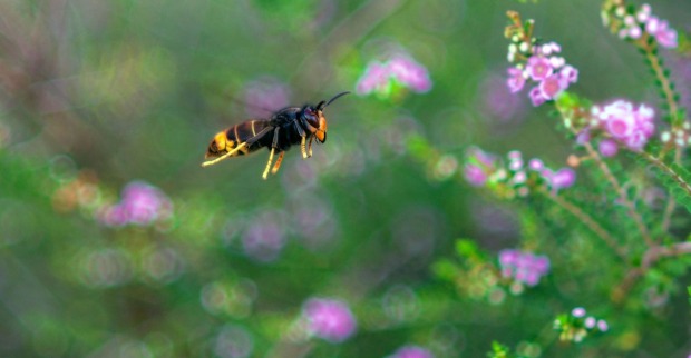 Eine Die Asiatische Hornisse im Flug, Blumen im Hintergrund.