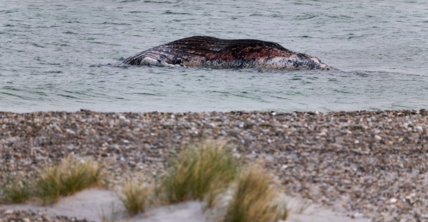 Buckelwal Timmy tot vor Anholt Dänemark Kadaver im flachen Wasser nahe Strand sichtbar