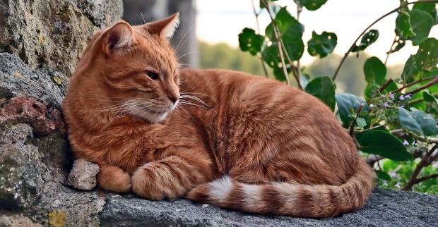 Katze die genervt aussieht | Credit: Lamio Giancarlo/Shutterstock