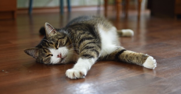 Katze, die sich streckt | Credit: lysinda123/Shutterstock