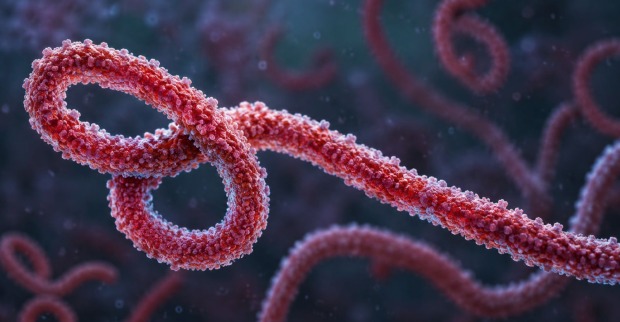 Ebola Virus Nahaufnahme fadenförmige Struktur Mikroskop Infektionskrankheit