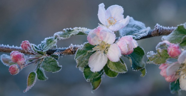 Gefrorene Blüten mit Raureif während der Eisheiligen verdeutlichen die Frostgefahr laut Bauernregel Eisheilige im Mai.