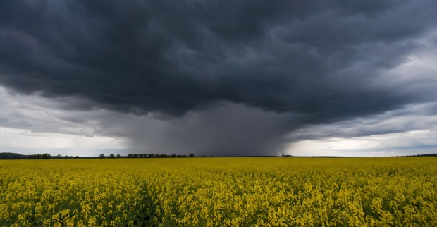 Dunkle Gewitterwolken mit Starkregen über einem Rapsfeld vor dem Wetterumschwung in Österreich.