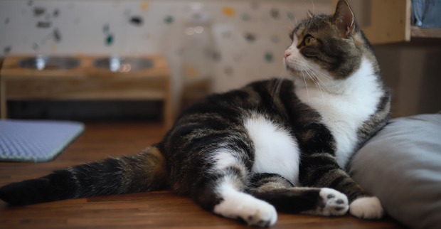 Katze, die neugierig schaut | Credit: Pongsatorn Singnoy/Shutterstock