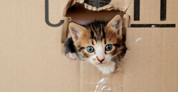Katze, die aus einem Umzugskarton schaut | Credit: Sherbak/Shutterstock