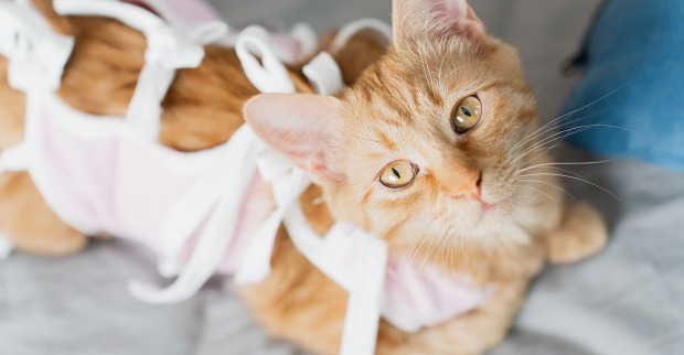 Niedlich angezogene Katze | Credit: Art Volkusha/Shutterstock