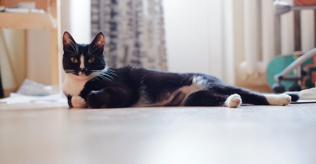 Katze, die am Boden liegt | Credit: Vasili Kravtsov/Shutterstock