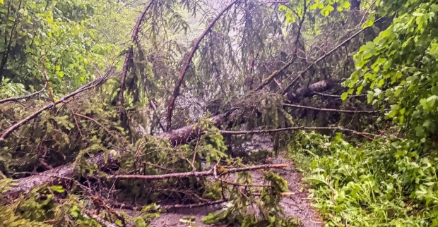 Gewitter Schäden Oberösterreich umgestürzte Bäume blockieren Straße nach Sturm