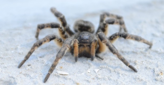 Südrussische Tarantel auf sandigem Boden in Österreich – große heimische Spinne, für Menschen ungefährlich