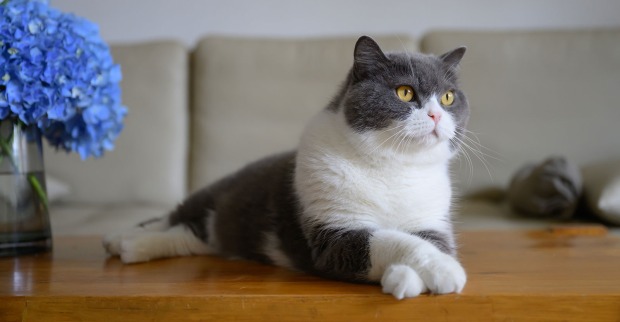 Katze auf dem Tisch liegend | Credit: Chendongshan/Shutterstock