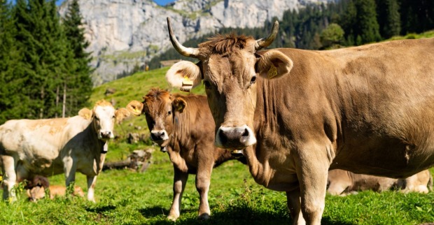 Kuhherde auf einer Alm in Tirol – Symbolbild für tödliche Attacke auf Wanderer in Oberlienz