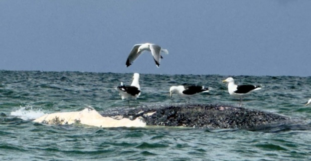 Toter Wal vor Dänemark nahe Anholt im Wasser mit Möwen auf Kadaver, möglicher Buckelwal Timmy nach Rettungsaktion in Nordsee