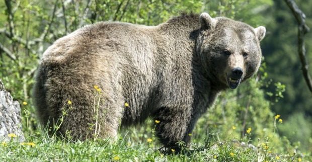 Ein großer brauner Bär steht im Wald