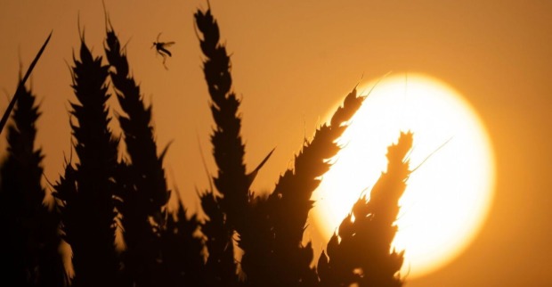 Die Sonne vor Gräsern.