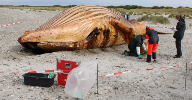 Der Kadaver von Buckelwal Timmy am Strand von Anholt, die Überreste des Wals werden jetzt zu Brennstoff und Biodiesel verarbeitet, ein Teil kommt ins Museum