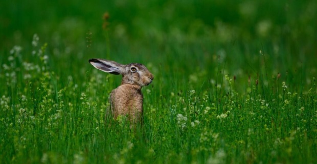Hase sitzt im hohen grünen Gras