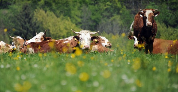 Kühe liegen auf einer grünen Wiese
