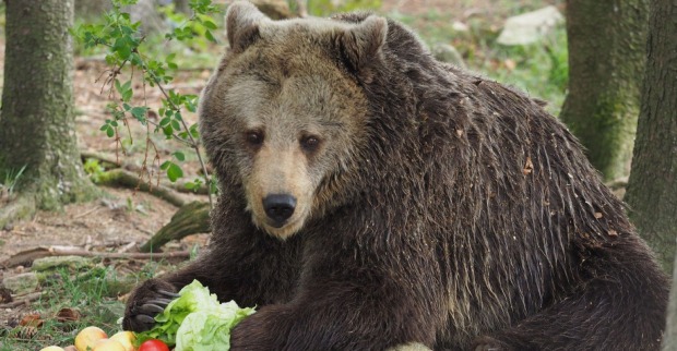 Die Braunbärin Brumca entspannt im Bärenwald Arbesbach auf einer Wiese