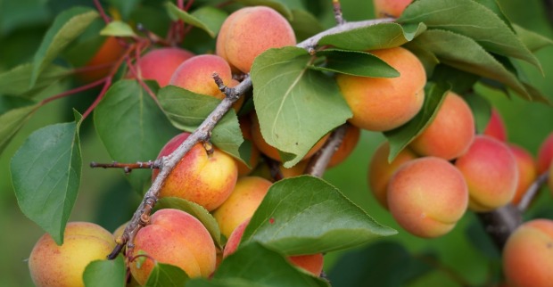 Reife Marillen vor ihrer Ernte auf einem Baum in Niederösterreich