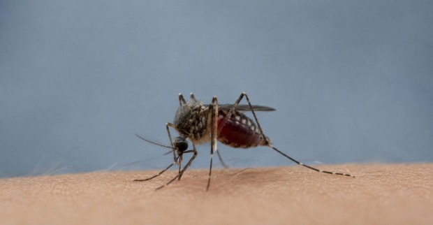 Mücke beim Stechen auf menschlicher Haut – mehrere Fälle von Malaria in Deutschland.