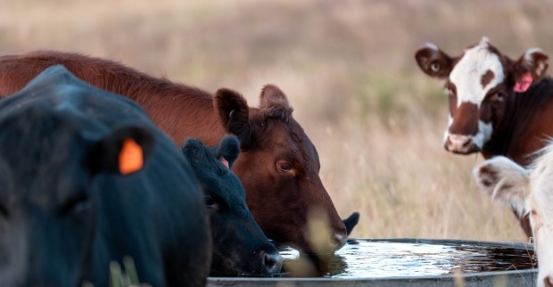 Kühe stehen auf einer dürren Weide und trinken aus einem Wassertopf