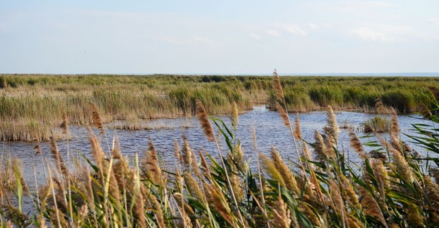 Aufnahme des Schilfs am Neusiedler See