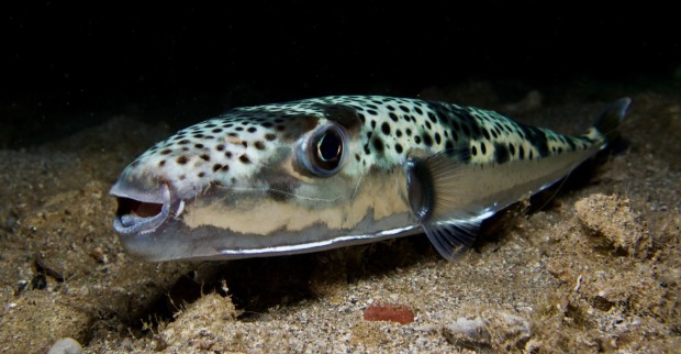 Ein Kugelfisch im Meer.