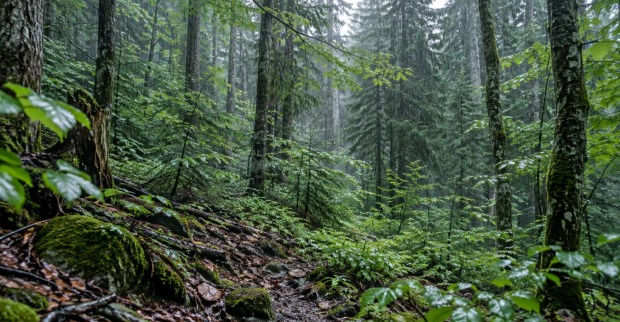 Dichtes, regennasses Waldstück bei Fornach als Themenbild zur Suche nach einem vermissten Jäger.
