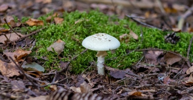 Schwammerl: Pilze gehören grundsätzlich dem jeweiligen Waldeigentümer.