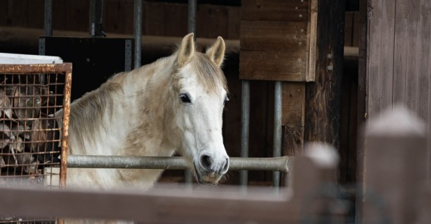 Pferd in einem Stall – bei einem Großbrand auf einem Pferdehof in Lanzendorf in Niederösterreich sind drei Pferde ums Leben gekommen. (Symbolbild)