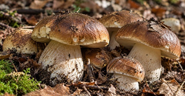 Mehrere Steinpilze mit braunen Hüten und kräftigen hellen Stielen wachsen zwischen Moos, Zweigen und Herbstlaub auf dem Waldboden.