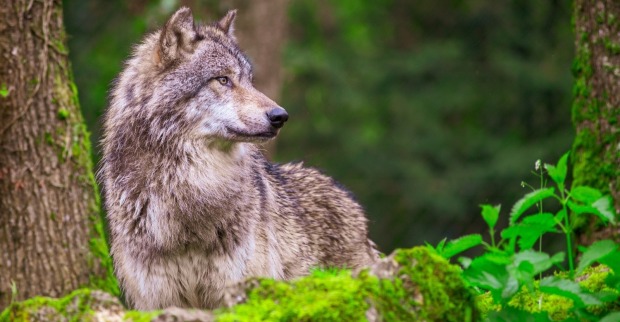 Ein Kind wurde am Mittwochvormittag im Wildpark Johannismühle schwer verletzt.