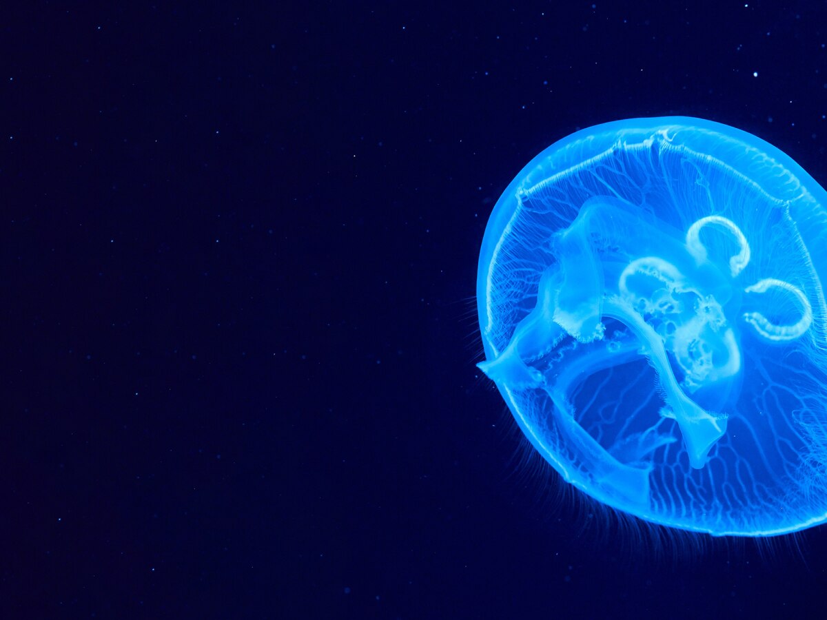 علم الأحياء الجزيئي - حيا 211