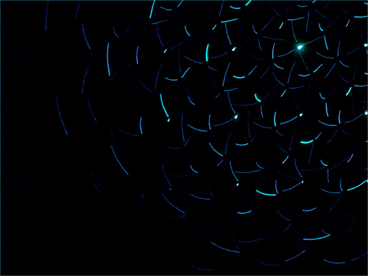 Specific Compositions - 1201